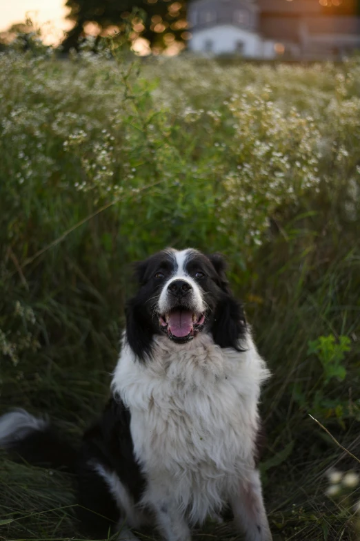 a black and white dog sitting in a field, smiling softly, paul barson, fluffy ears and a long, sage