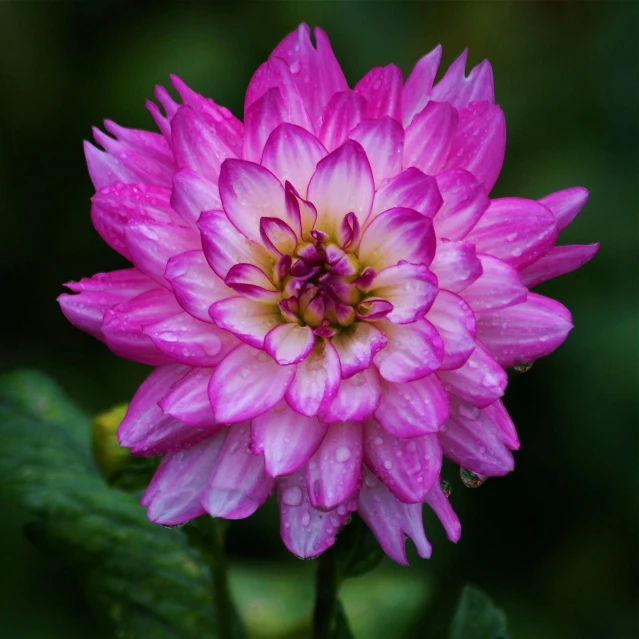 a close up of a pink flower with green leaves, by Jim Nelson, unsplash, chrysanthemum eos-1d, after rain, purple, high definition image