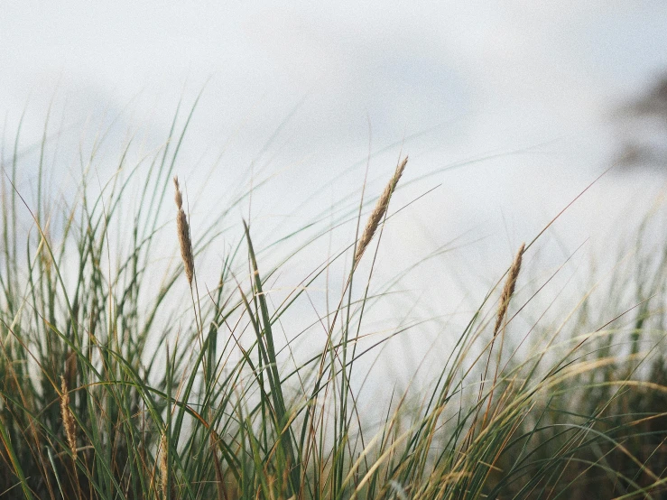 tall grass blowing in the wind on a cloudy day, by Carey Morris, unsplash, minimalism, ears, background image, seaside, close-up photo