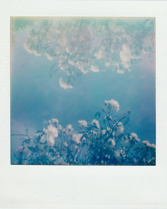 a polaroid picture of flowers against a blue sky, inspired by Elsa Bleda, cotton candy bushes, ((greenish blue tones)), reflection, (ethereal)