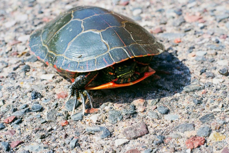 a turtle that is sitting on the ground, by Terese Nielsen, unsplash, fan favorite, multicolored, shot on film, on a sunny day