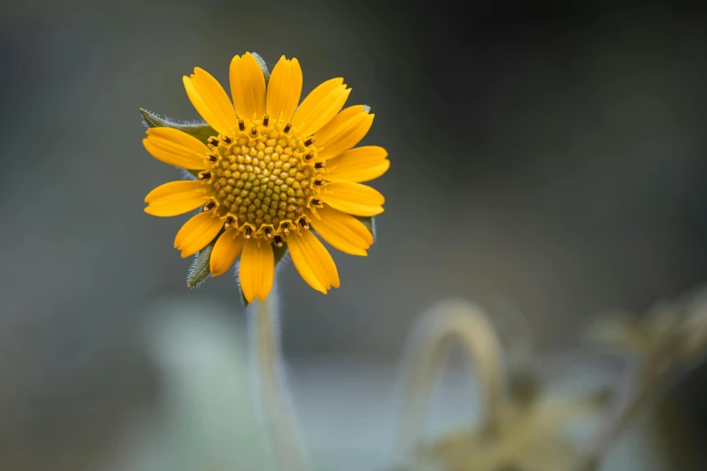 a close up of a yellow flower with a blurry background, by Sven Erixson, unsplash, paul barson, new mexico, on a gray background, highly detailed image