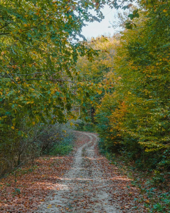 a dirt road surrounded by trees and leaves, lgbtq, in the center of the image, no cropping, st cirq lapopie