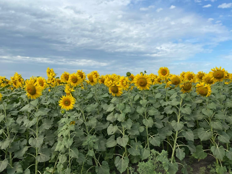 a field of sunflowers with a blue sky in the background, a picture, profile image, overcast skies, colour photograph, ready to eat