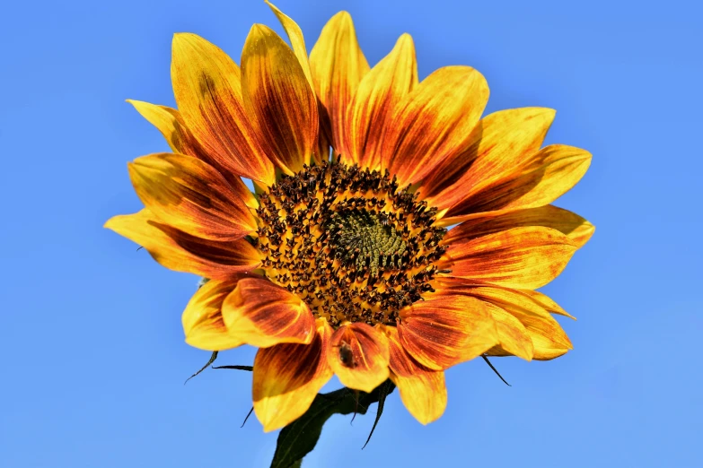 a close up of a sunflower against a blue sky, an album cover, by Carey Morris, pixabay contest winner, renaissance, yellow and ornage color scheme, multicoloured, brown, super high resolution