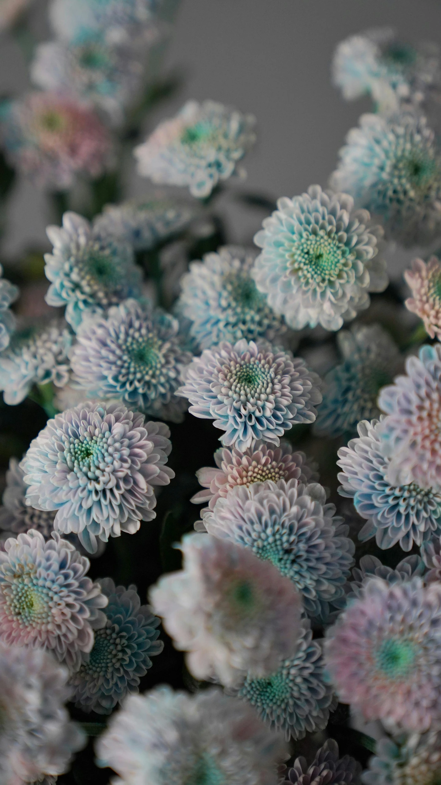 a close up of a bunch of flowers, inspired by Bruce Munro, unsplash, art nouveau, pastel faded grey rainbow, chrysanthemums, blue - green tones, pastel glaze