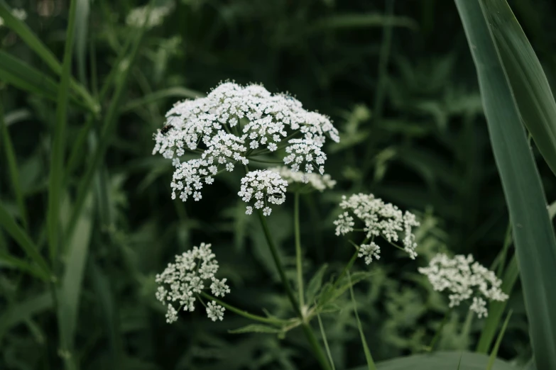 a bunch of white flowers sitting on top of a lush green field, unsplash, hurufiyya, valerian, fine foliage lace, herbs, shot on hasselblad