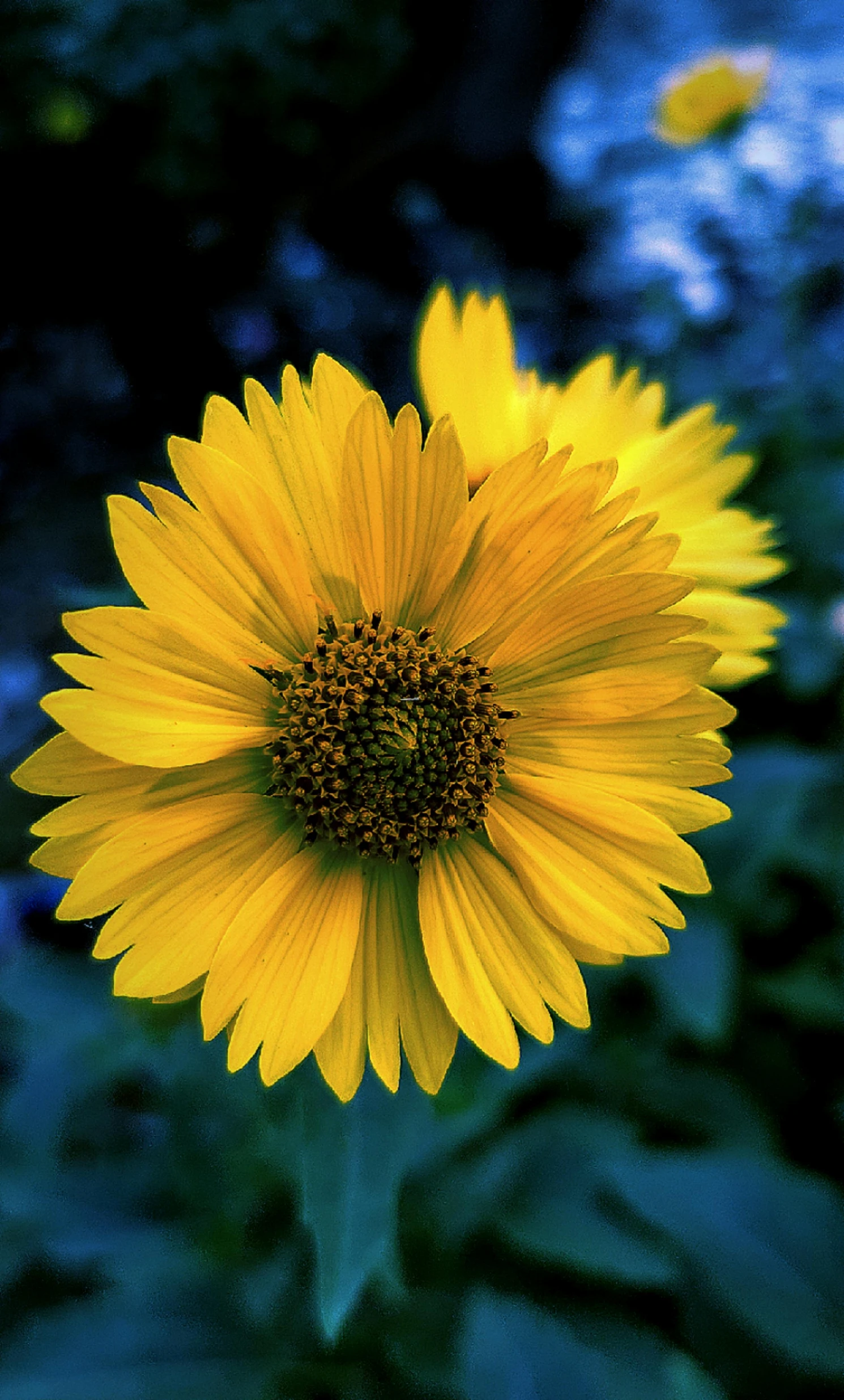 a close up of a sunflower with a blurry background, an album cover, by Jim Nelson, color ektachrome photograph, digital image, against dark background, colors: yellow