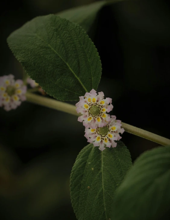 a close up of a flower on a plant, mint higlights, slight overcast, protophyta, portrait image