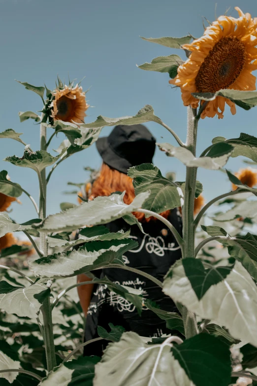 a person standing in a field of sunflowers, visual art, black sun hat, lush gnarly plants, profile image, viewed from the ground