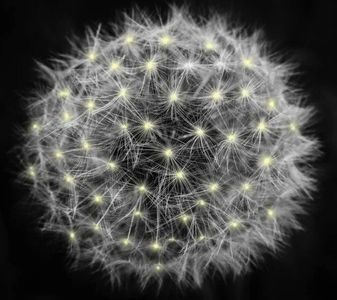 a black and white photo of a dandelion, by Daniel Gelon, digital art, yellow artificial lighting, mega-detailed, sphere, digital art - w 640