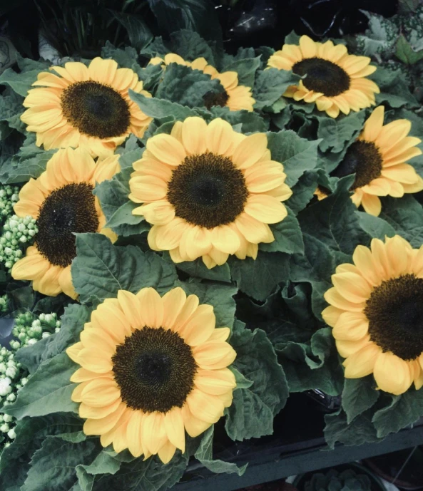 a group of sunflowers sitting next to each other, charming black eyes, listing image, heavenly glow, ice sunflowers