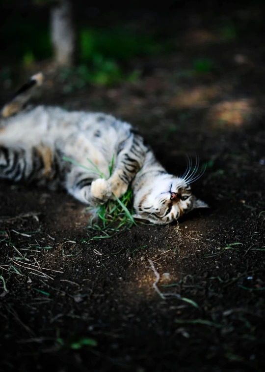 a cat laying on its back on the ground, by Julia Pishtar, shot on sony alpha dslr-a300, gardening, ilustration, winking