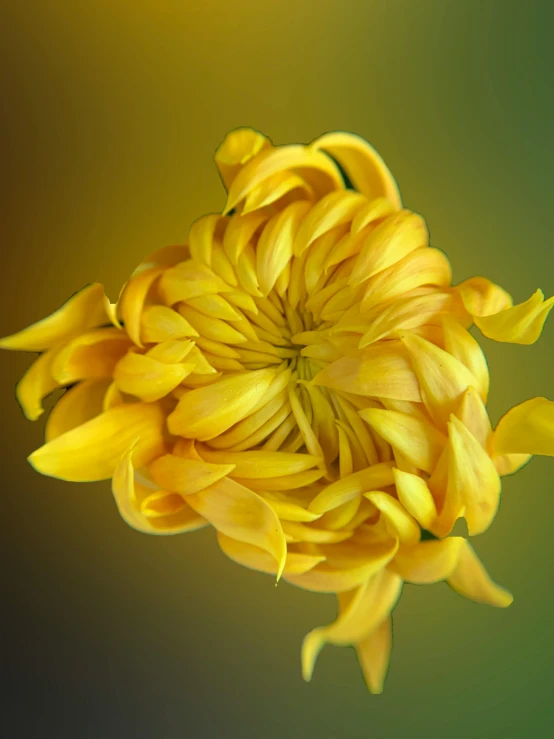 a close up of a yellow flower on a green background, pexels contest winner, art photography, chrysanthemum eos-1d, portrait image