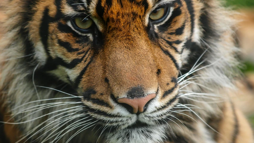 a close up of a tiger's face with a blurry background, pexels contest winner, highly detailed in 4 k ”, portrait”