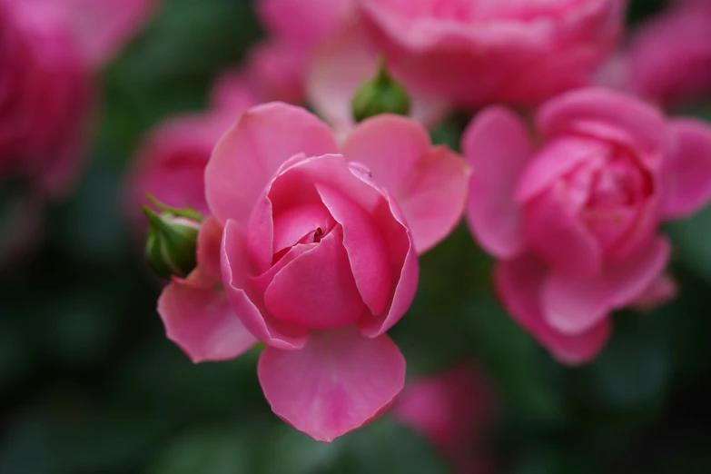 a close up of a bunch of pink roses, by Gwen Barnard, unsplash, paul barson, shot on 1 5 0 mm, highly ornamental, manuka