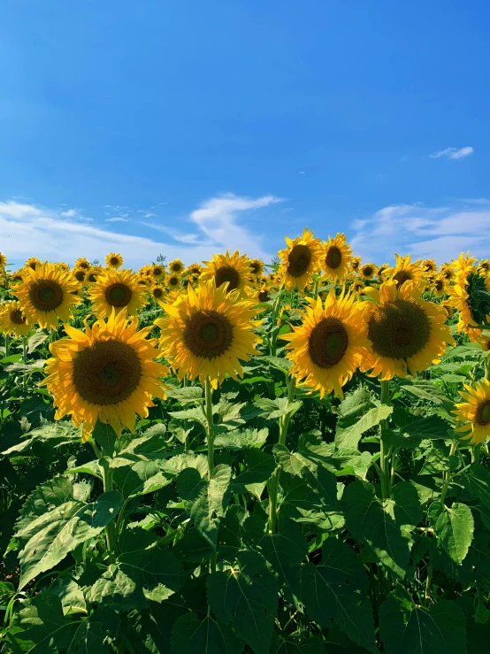 a field of sunflowers under a blue sky, a picture, pexels contest winner, 🐿🍸🍋, profile image, vibrant aesthetic, shades of gold display naturally