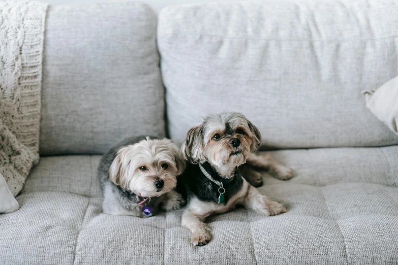a couple of dogs sitting on top of a couch, pexels contest winner, grey, small animals, listing image, thumbnail
