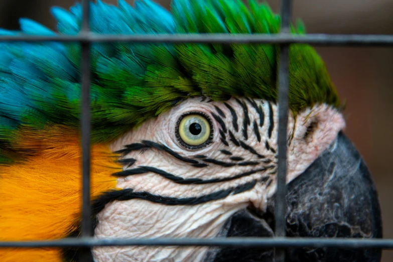 a close up of a parrot in a cage, by Jan Tengnagel, pexels contest winner, humanoid feathered head, 🦩🪐🐞👩🏻🦳, a high angle shot, colourful close up shot