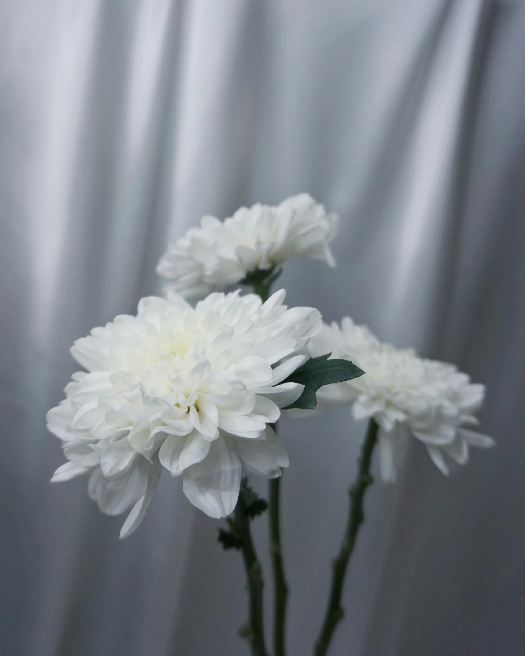 a vase filled with white flowers on top of a table