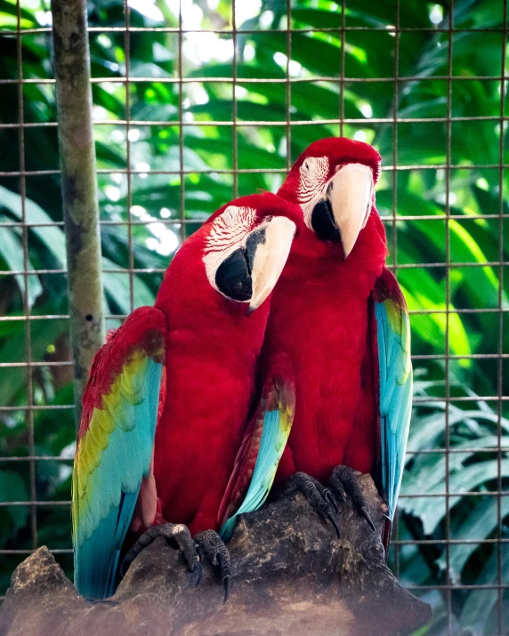 a couple of parrots sitting on top of a tree stump, pexels contest winner, red and teal color scheme, in the zoo exhibit, 💋 💄 👠 👗, red cheeks
