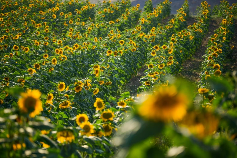 a field of sunflowers on a sunny day, by Yasushi Sugiyama, unsplash, fan favorite, turkey, 1024x1024, permaculture