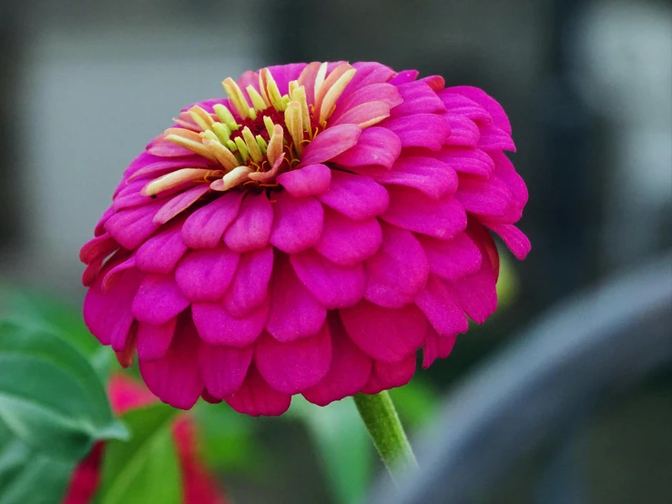 a close up of a pink flower with green leaves, by Phyllis Ginger, pexels contest winner, gigantic tight pink ringlets, multi - coloured, gardening, purple