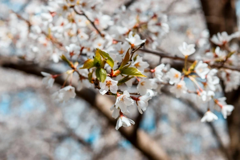 a close up of a bunch of flowers on a tree, a picture, by Niko Henrichon, trending on unsplash, sakura kinomoto, flattened, today\'s featured photograph 4k, smooth tiny details