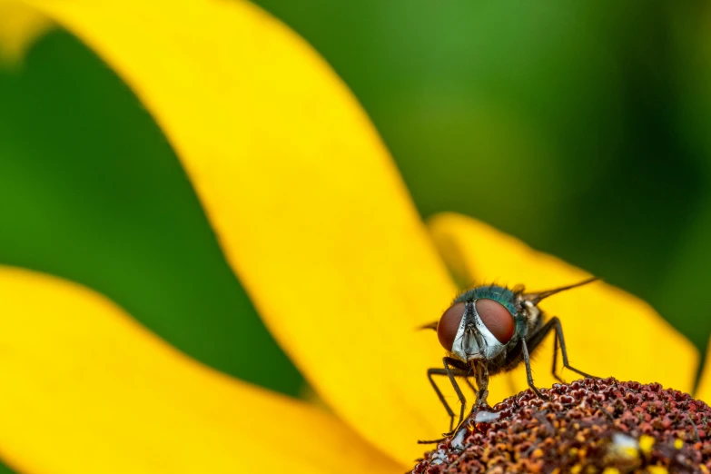 a fly sitting on top of a yellow flower, by Jan Rustem, pexels contest winner, fan favorite, yellow eye, multicoloured, posing