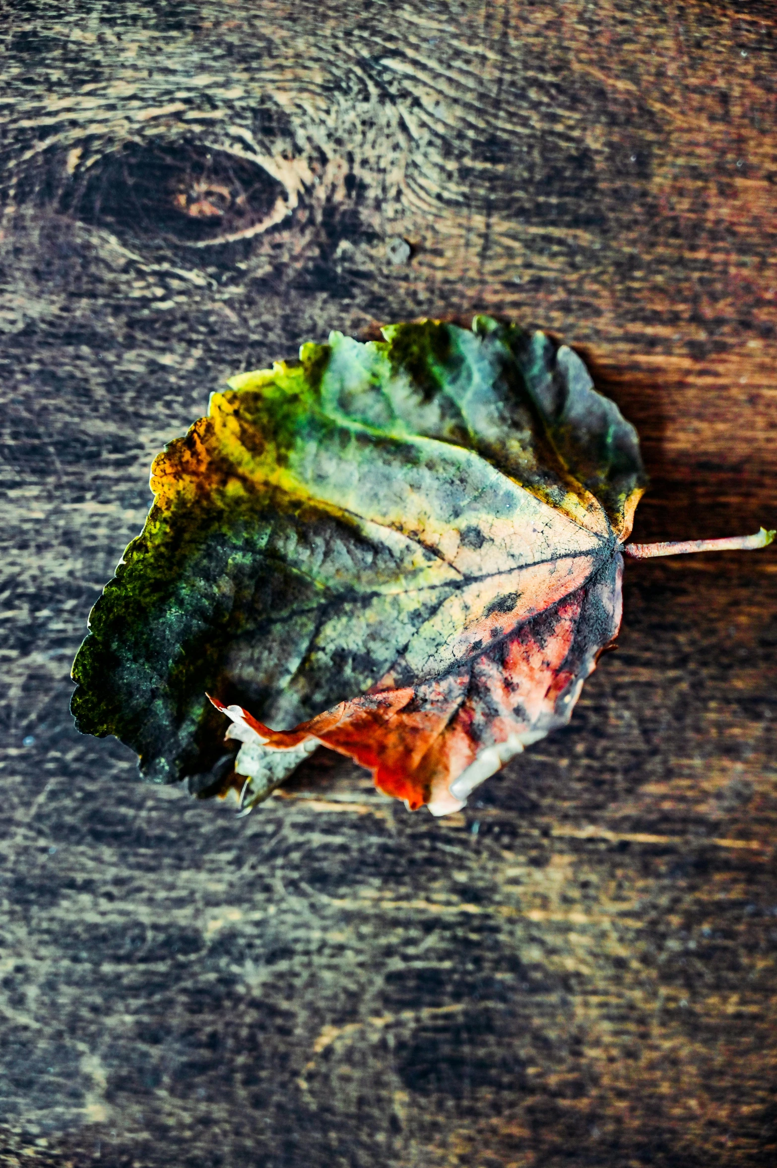 a leaf sitting on top of a wooden table, trending on pexels, art photography, multicoloured, aged, low colour, covered in