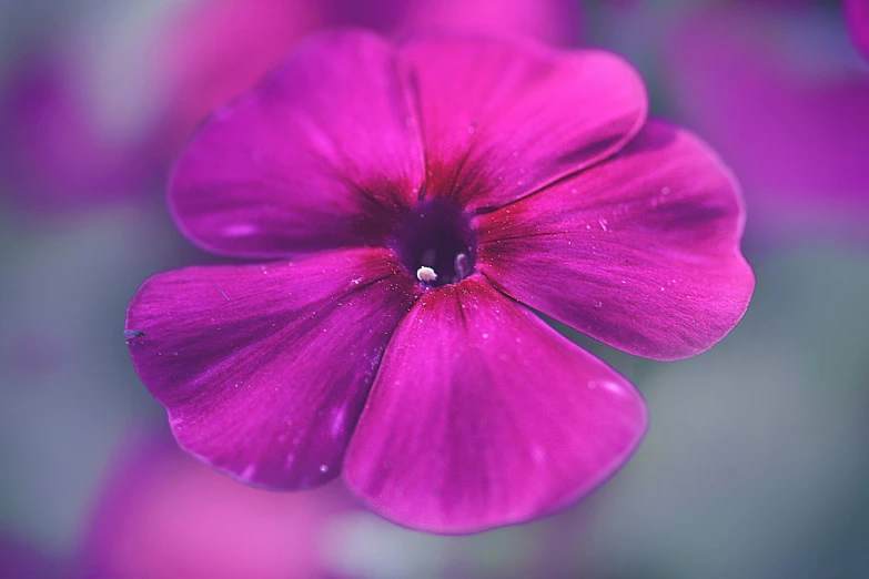 a close up of a purple flower in a field, hot pink, paul barson, medium close shot, multicoloured