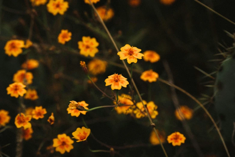 a bunch of yellow flowers sitting on top of a lush green field, inspired by Elsa Bleda, trending on unsplash, renaissance, dark grey and orange colours, fireflies, miniature cosmos, instagram picture