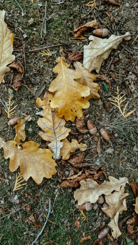 a bunch of leaves laying on the ground, inspired by Andy Goldsworthy, pexels, some oak acorns, yellow, low quality photo, full frame image