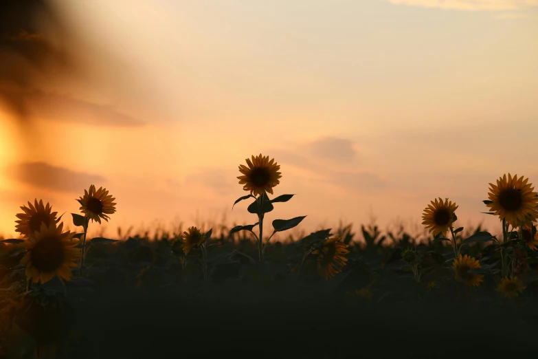 a field of sunflowers with the sun setting in the background, by Attila Meszlenyi, unsplash contest winner, minimalist photo, the three suns, silhouette :7, computer wallpaper