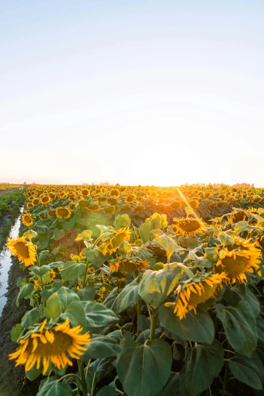 a field of sunflowers on a sunny day, unsplash, sunset panorama, irrigation, new zealand, 2 5 6 x 2 5 6 pixels