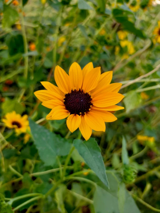 a close up of a yellow flower in a field, profile image