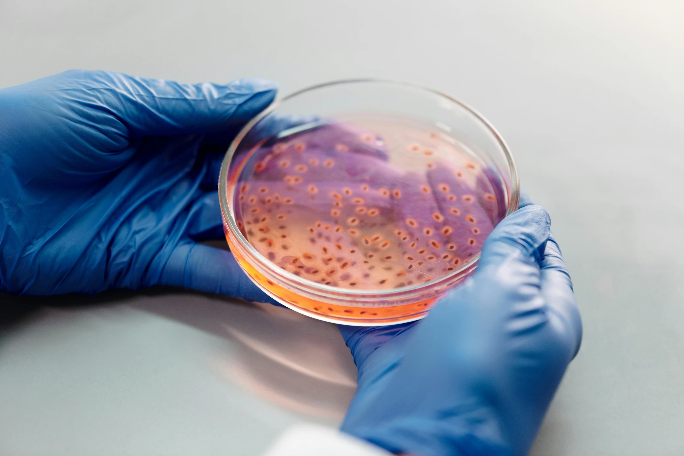 a person in blue gloves holding a petri dish, pink, instagram picture, trending photo, biotechnology