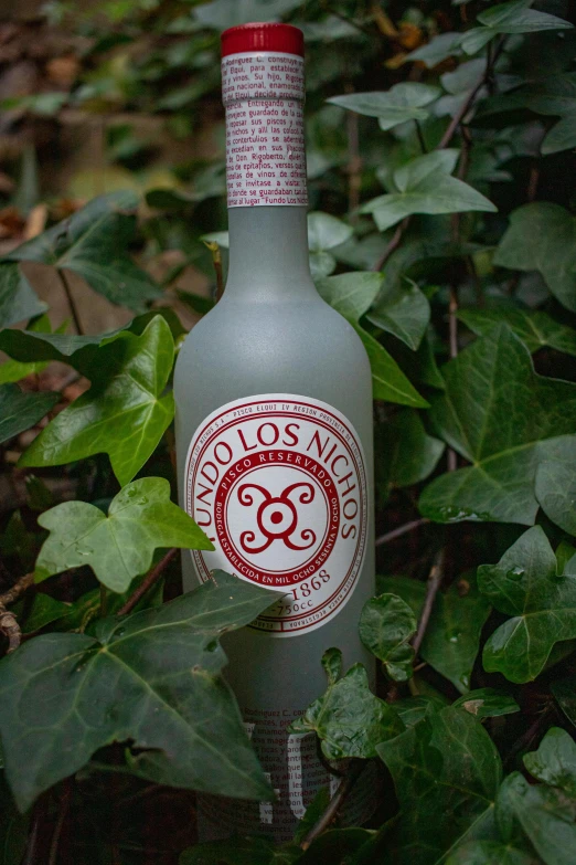 a bottle that is sitting in the grass, inspired by Germán Londoño, with a long white, nights, langoliers, amongst foliage