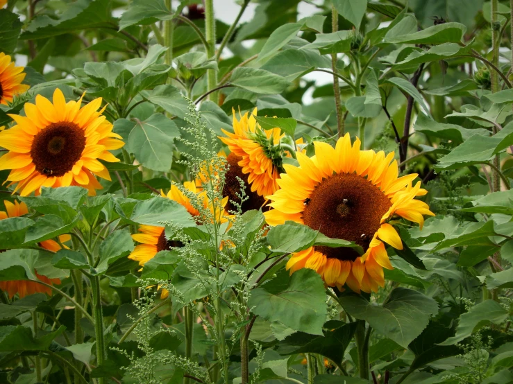 a field of sunflowers with lots of green leaves, a photo, pexels, 🦩🪐🐞👩🏻🦳, yellow and charcoal, ready to eat, amber