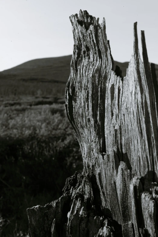 a black and white photo of a tree stump, a black and white photo, unsplash, land art, cypresses and hills, detailed medium format photo, made of wood, 1987 photograph