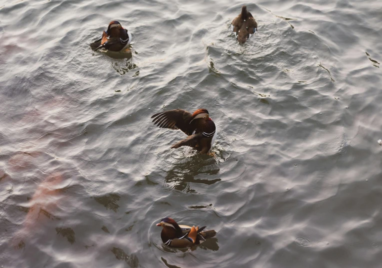 a group of ducks floating on top of a body of water, pexels contest winner, hurufiyya, rippling muscles, manly, boston, eating