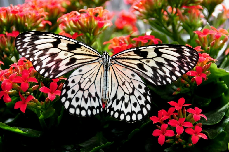 a butterfly that is sitting on some flowers, up-close, albino mystic, black and white and red, facebook post