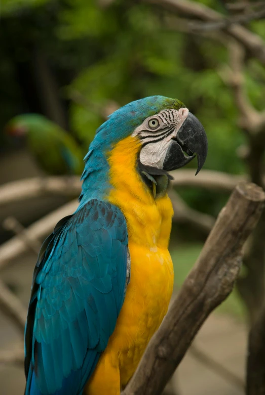 a blue and yellow parrot sitting on top of a tree branch, in the zoo exhibit, lush surroundings, smirking