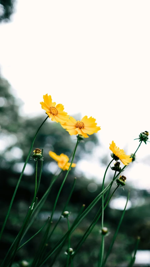 a bunch of yellow flowers sitting on top of a lush green field, by Yasushi Sugiyama, unsplash, minimalism, on grey background, cosmos, low quality photo, overexposed photograph