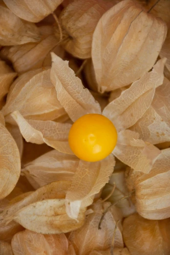 a yellow fruit sitting on top of a pile of leaves, a macro photograph, by David Simpson, tremella-fuciformis, flower, eggs, grain”