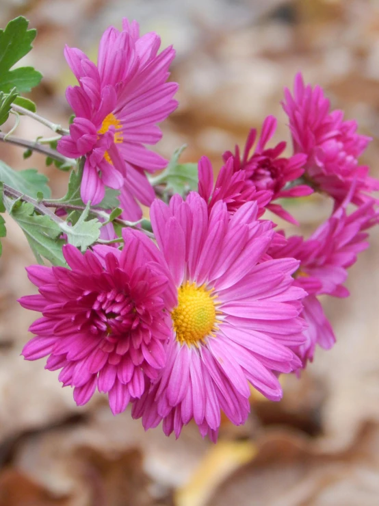 a bunch of purple flowers sitting on top of a leaf covered ground, chrysanthemum, profile image, pink and yellow, slide show