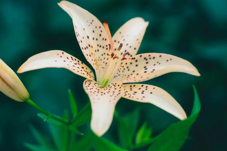 a close up of a flower in a vase, unsplash, exotic lily ears, speckled, outdoor photo, stargazer