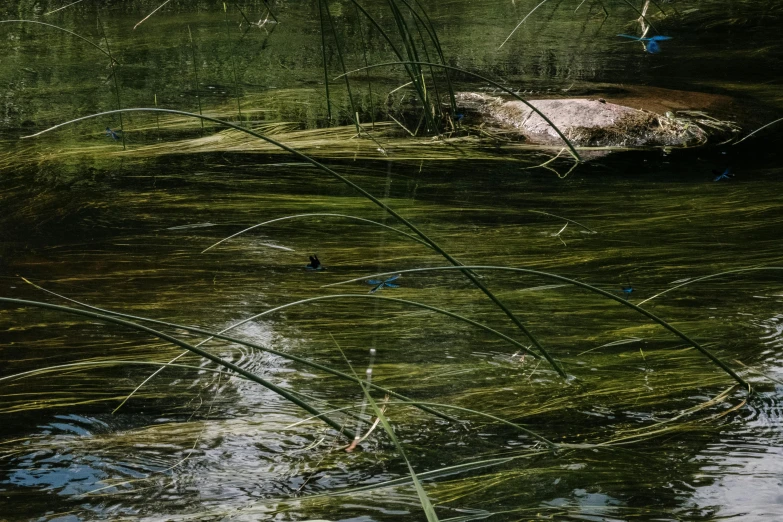 a bird sitting on top of a rock in a body of water, a photorealistic painting, by Jan Rustem, unsplash, environmental art, reeds, photo of green river, fishes swimming, alessio albi