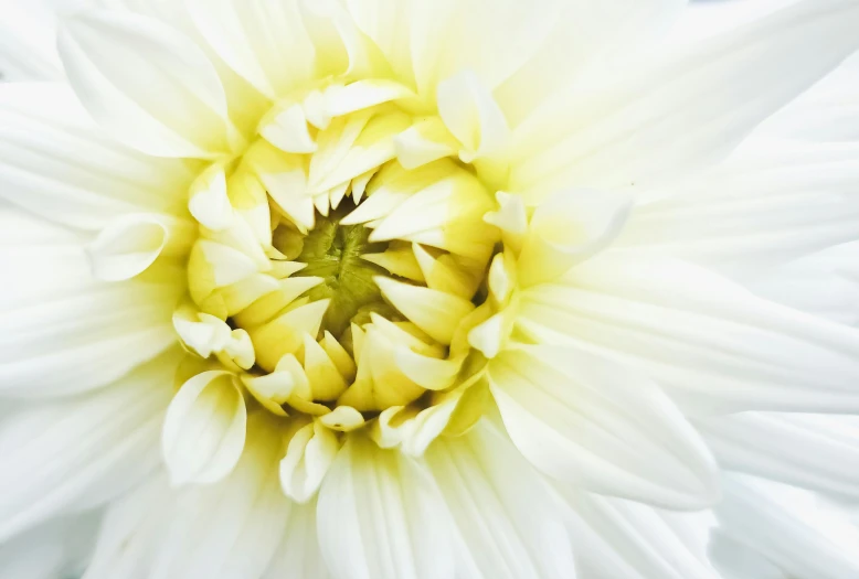 a close up of a white flower with a yellow center, a macro photograph, unsplash, minimalism, giant dahlia flower crown head, albino dwarf, mono-yellow, daylight