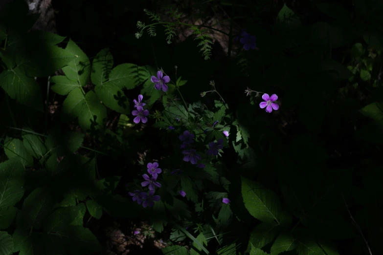 a white fire hydrant sitting in the middle of a forest, an album cover, by Attila Meszlenyi, unsplash, hurufiyya, violet spiders, dark flowers, ignant, in a dark forest low light